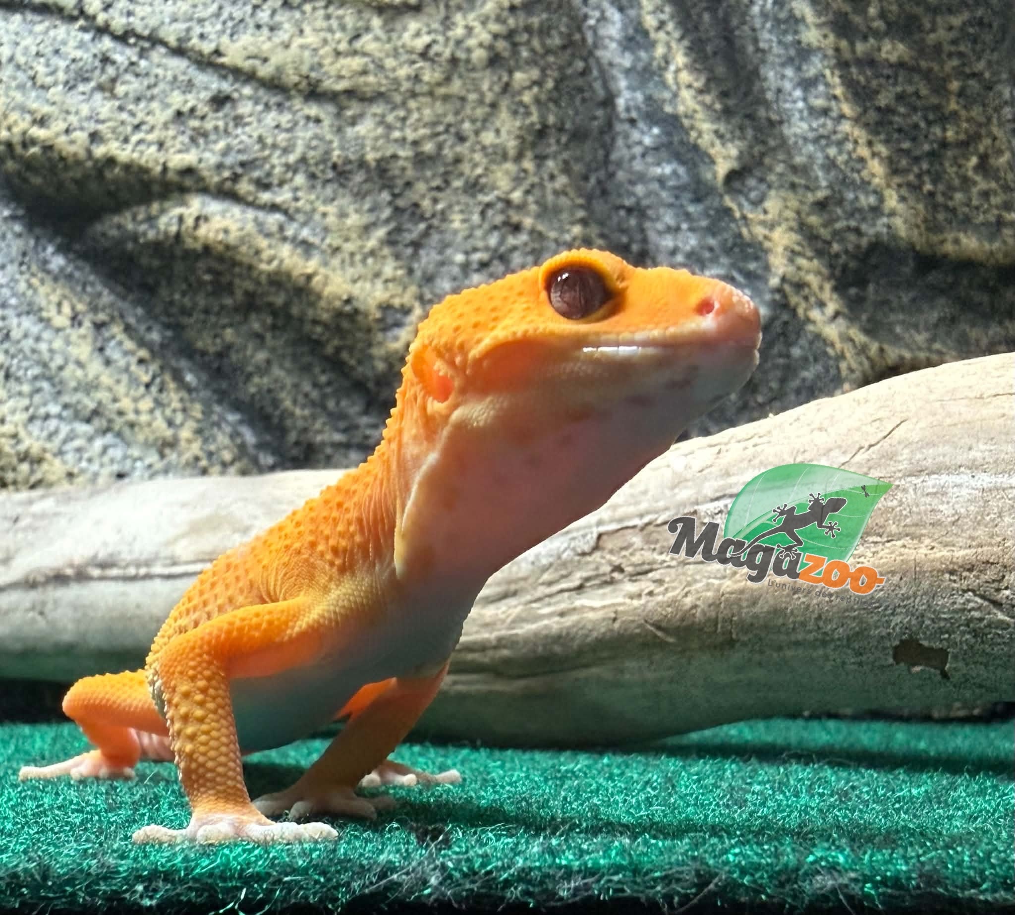 Magazoo Male Tremper Sunglow Leopard Gecko 05/29/26