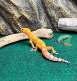 Magazoo Gecko léopard Tremper Sunglow Mâle 29/05/26
