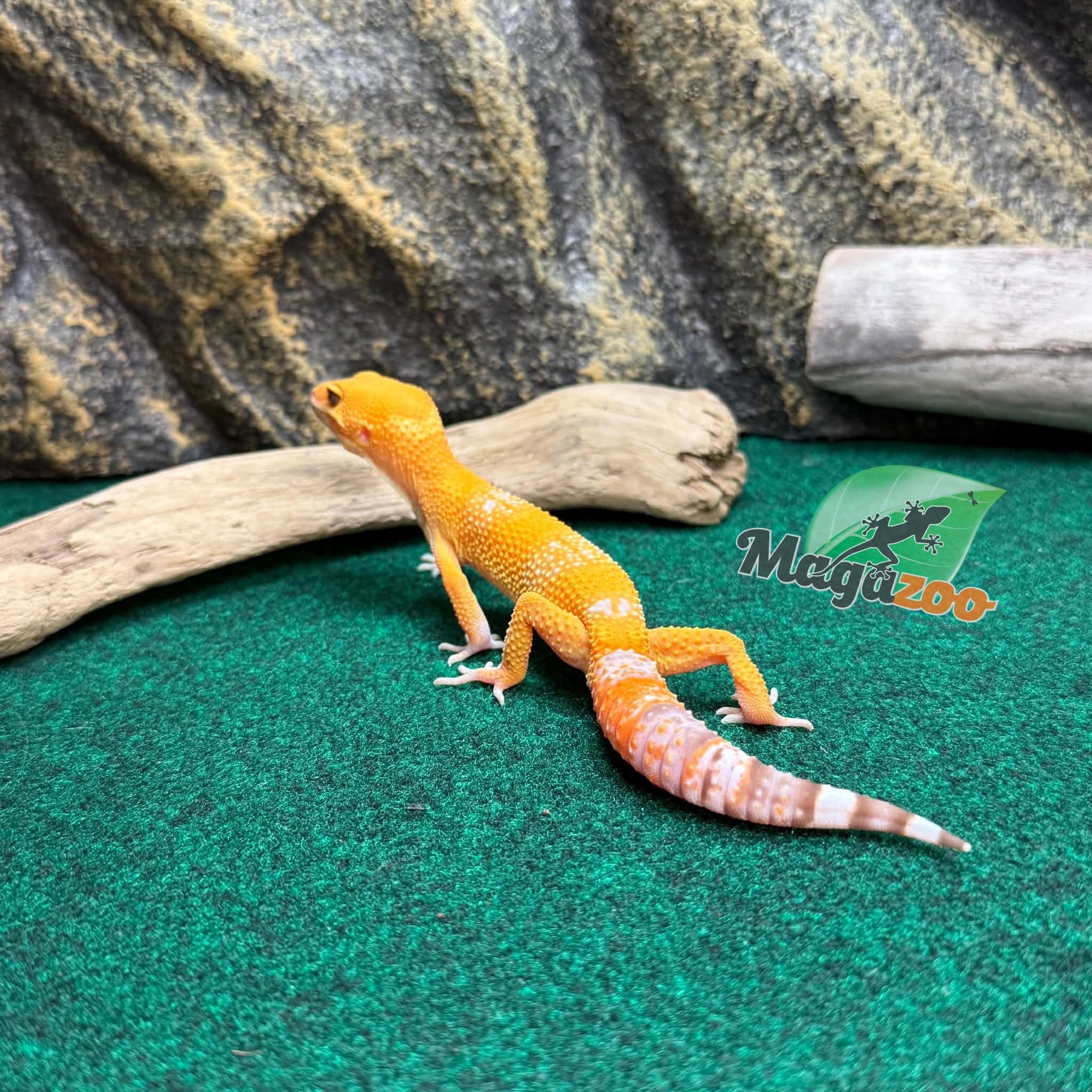 Magazoo Male Tremper Sunglow Leopard Gecko 05/29/26