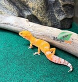 Magazoo Gecko léopard Tremper Sunglow Mâle 29/05/26