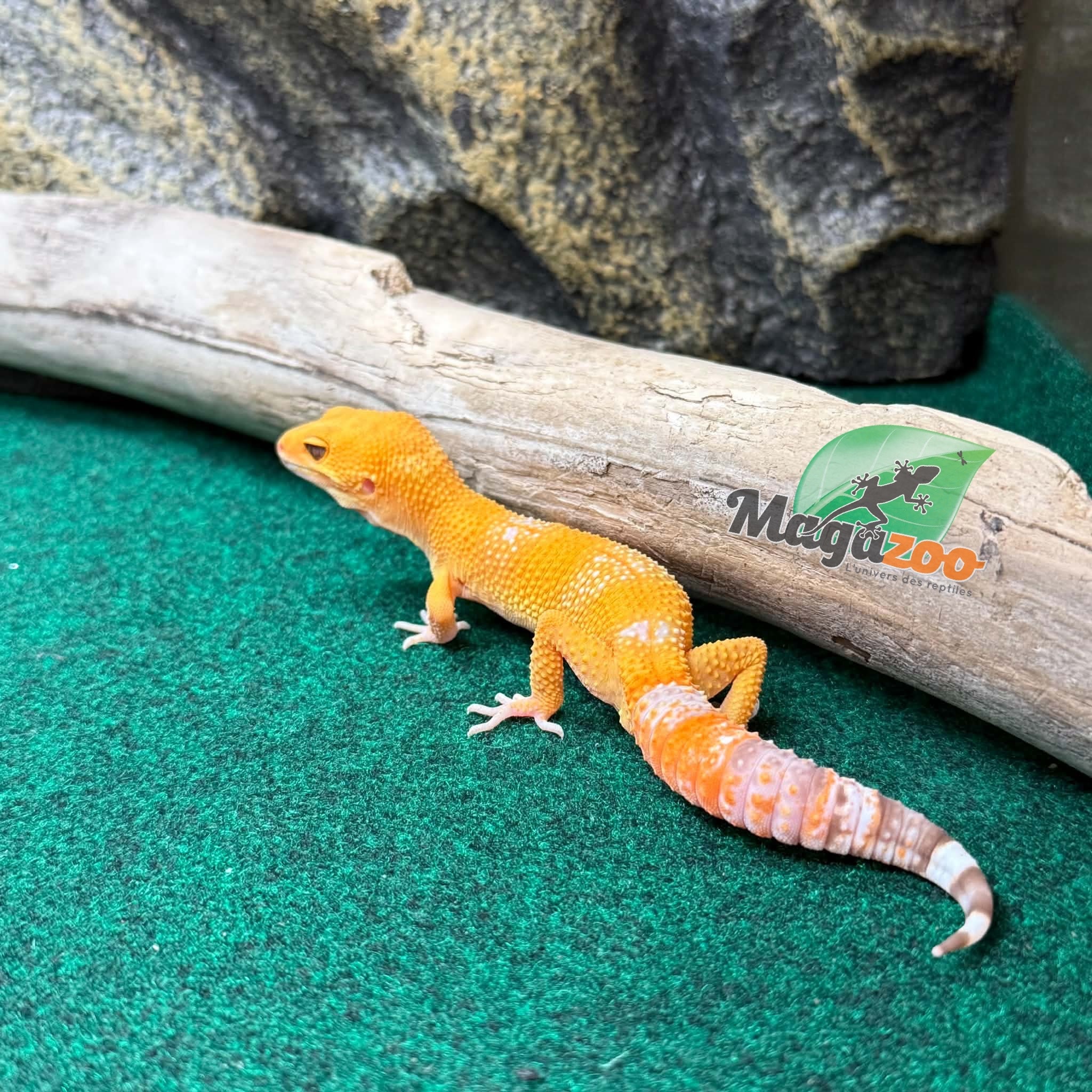 Magazoo Male Tremper Sunglow Leopard Gecko 05/29/26