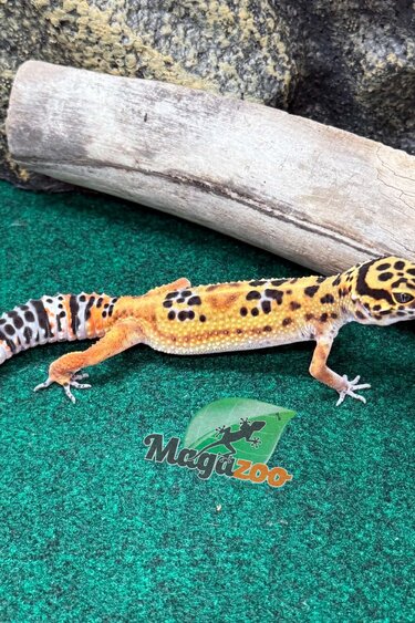 Magazoo Female Tangerine Polo Bandit Leopard Gecko 05/29/26