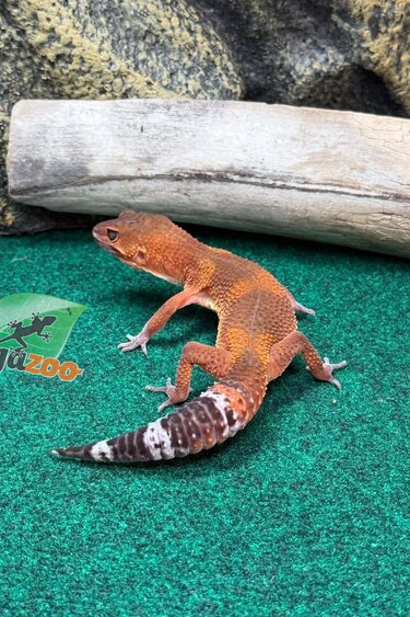Magazoo Female Light Blacknight Leopard Gecko 05/12/26