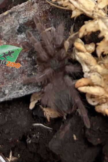 Magazoo Baby Bresilian Red tarantula 3/4'' / Nhandu carapoensis