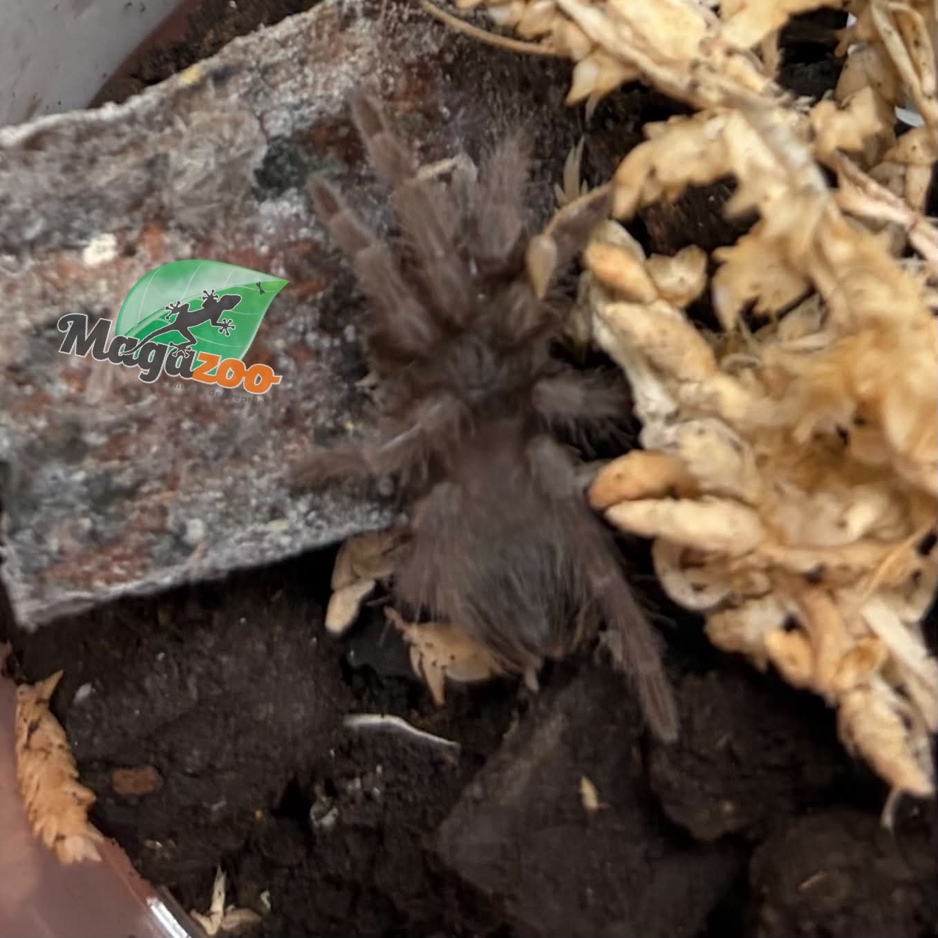 Magazoo Baby Bresilian Red tarantula 3/4'' / Nhandu carapoensis