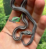 Magazoo Baby Tessera Anery Motley (poss. Hypo) (Het. Amel) Corn Snake #1 (08/23/2026)