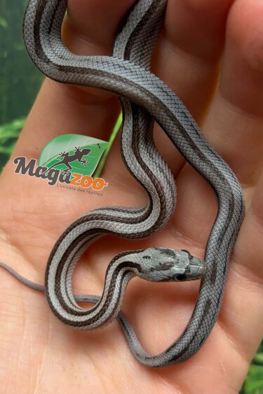 Magazoo Baby Tessera Anery Motley (poss. Hypo) (Het. Amel) Corn Snake #1 (08/23/2026)