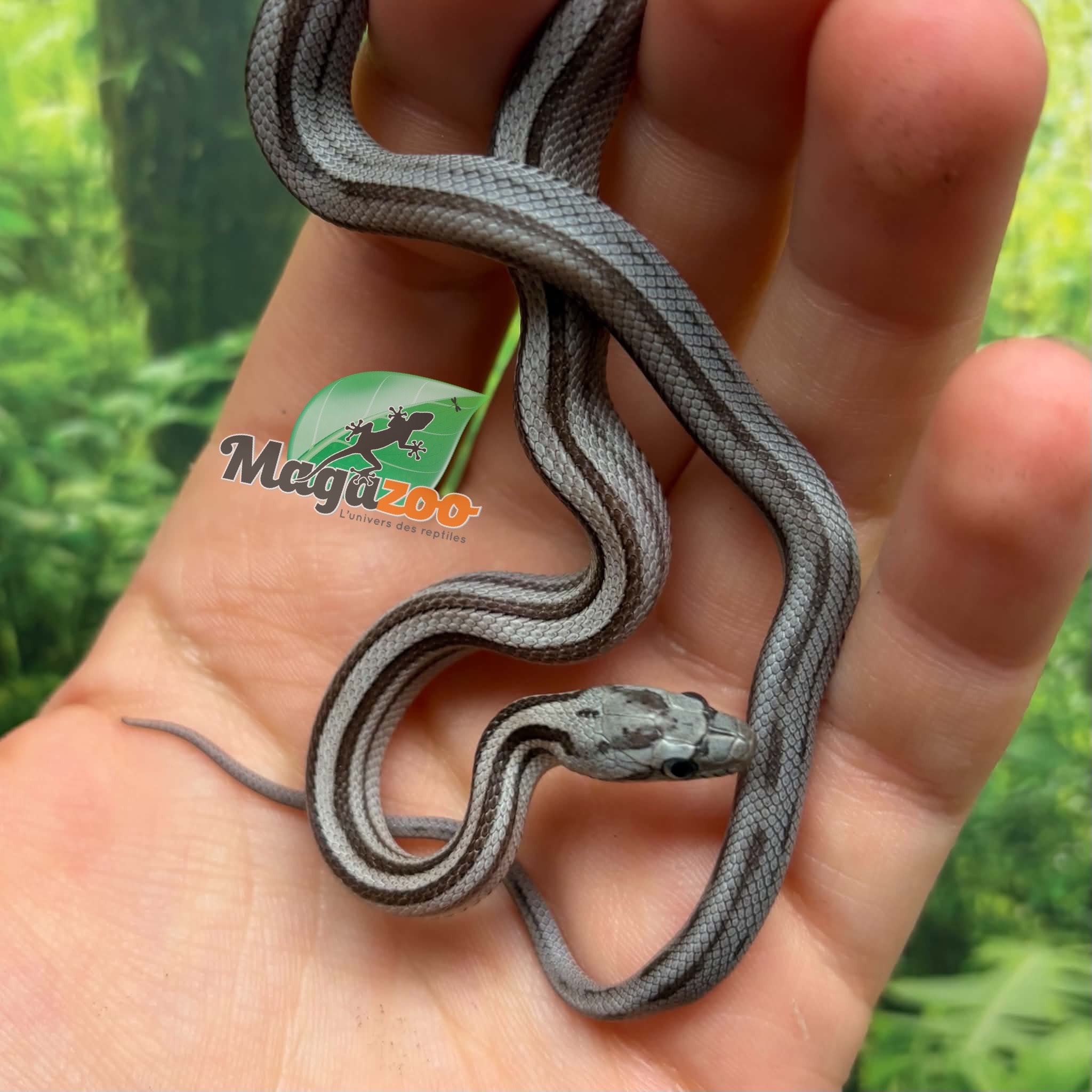 Magazoo Baby Tessera Anery Motley (poss. Hypo) (Het. Amel) Corn Snake #1 (08/23/2026)