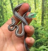 Magazoo Baby Tessera Anery Motley (poss. Hypo) (Het. Amel) Corn Snake #1 (08/23/2026)