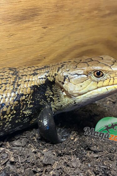 Magazoo Blue Tongue Skink