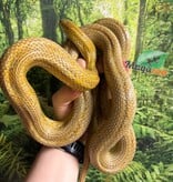 Magazoo Serpent des blés Caramel Tessera Femelle (2019)