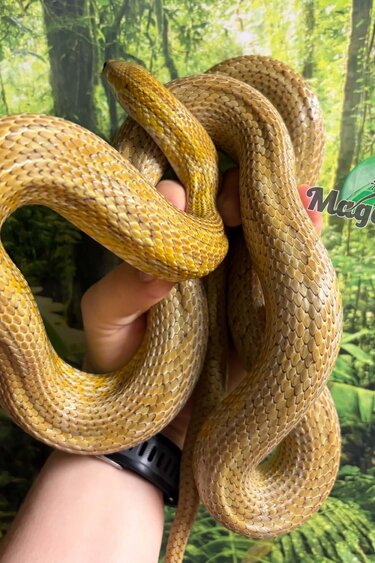 Magazoo Female Caramel Tessera Corn Snake (2019)