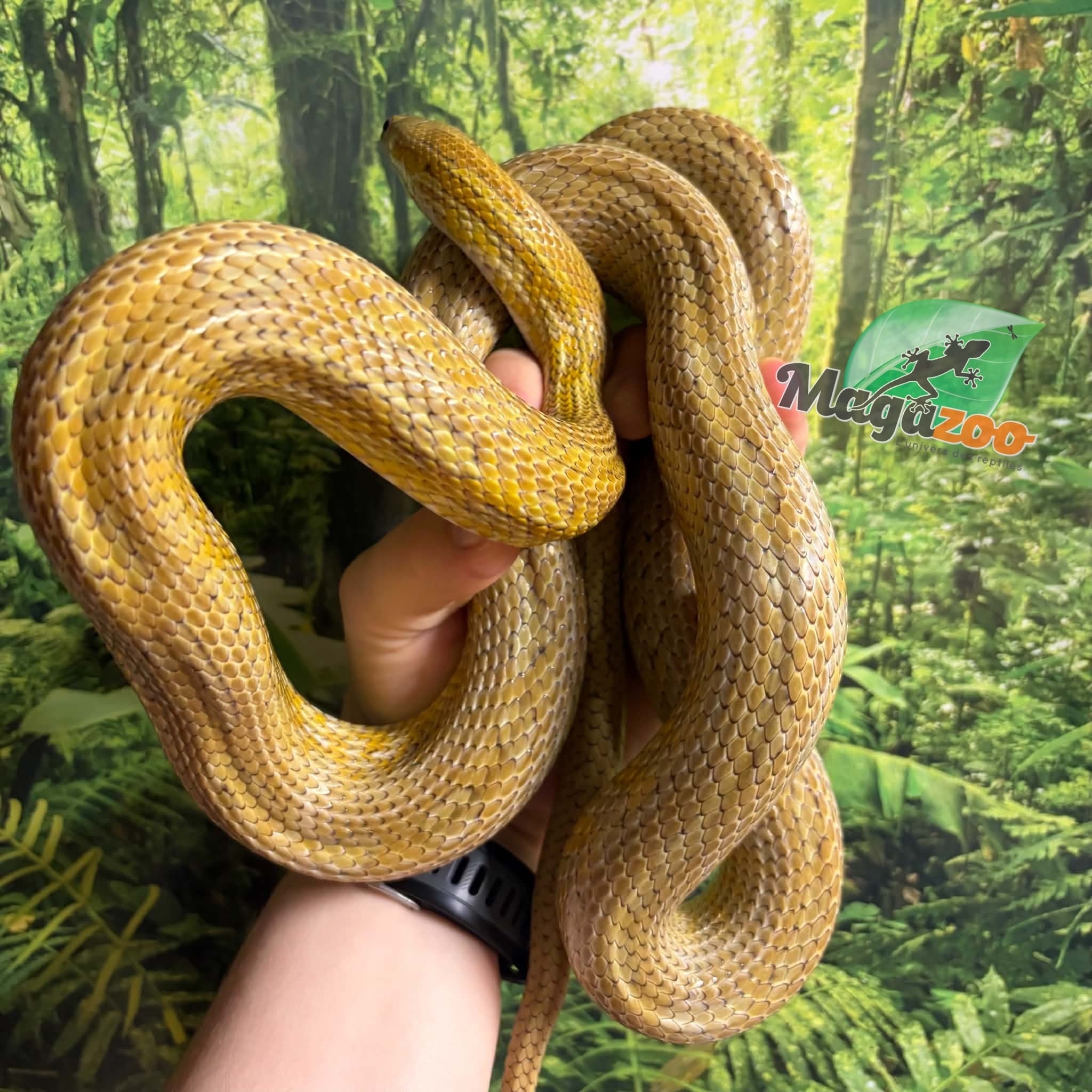 Magazoo Female Caramel Tessera Corn Snake (2019)