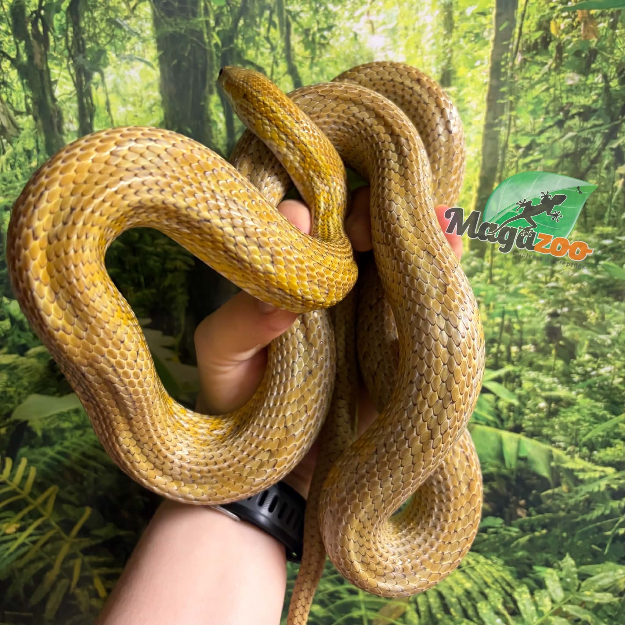 Magazoo Serpent des blés Caramel Tessera Femelle (2019)
