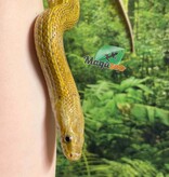 Magazoo Serpent des blés Caramel Tessera Femelle (2019)