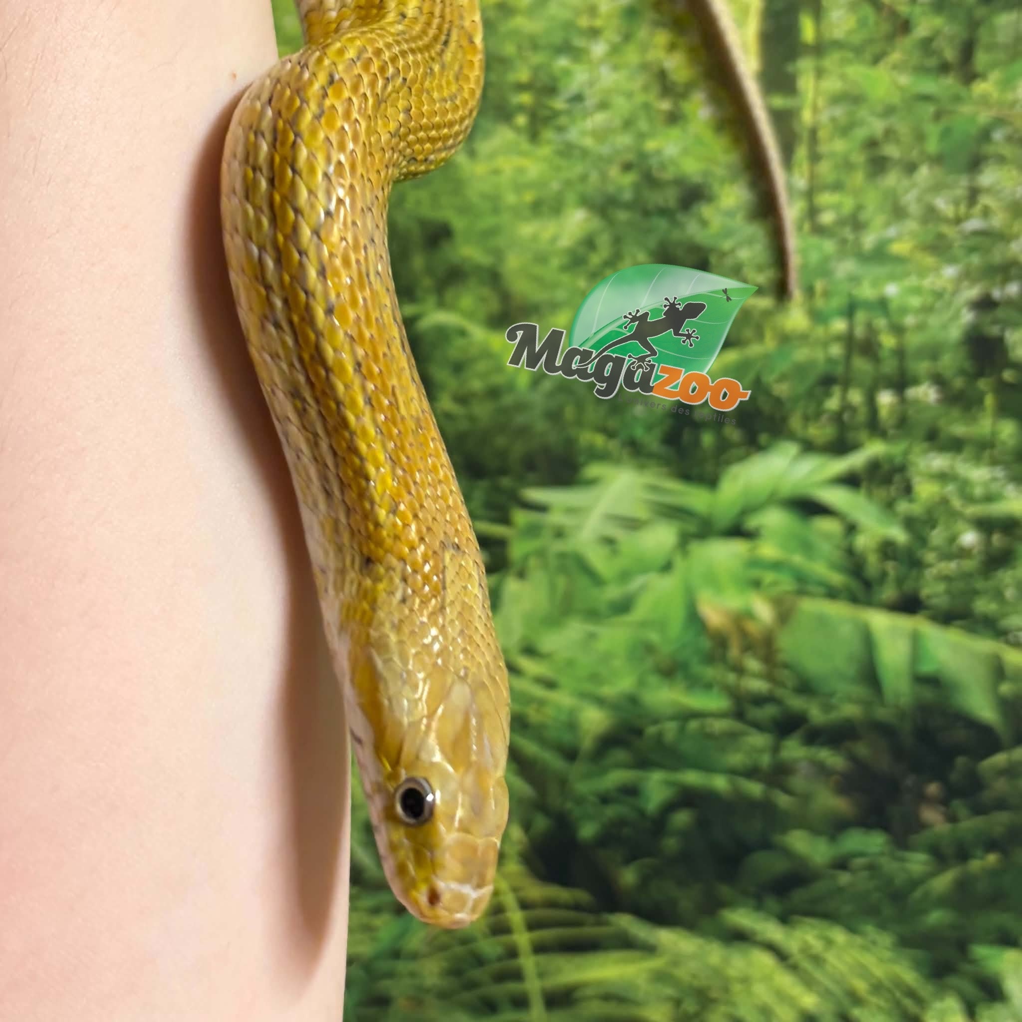 Magazoo Female Caramel Tessera Corn Snake (2019)