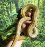 Magazoo Serpent des blés Caramel Tessera Femelle (2019)