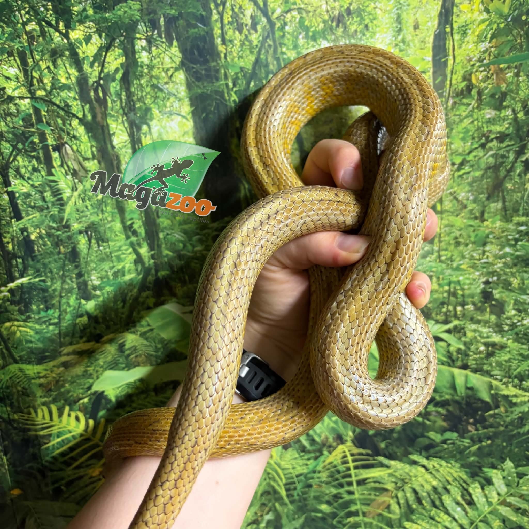 Magazoo Serpent des blés Caramel Tessera Femelle (2019)