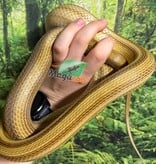 Magazoo Female Caramel Stripe Corn Snake (2020)