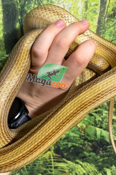 Magazoo Female Caramel Stripe Corn Snake (2020)
