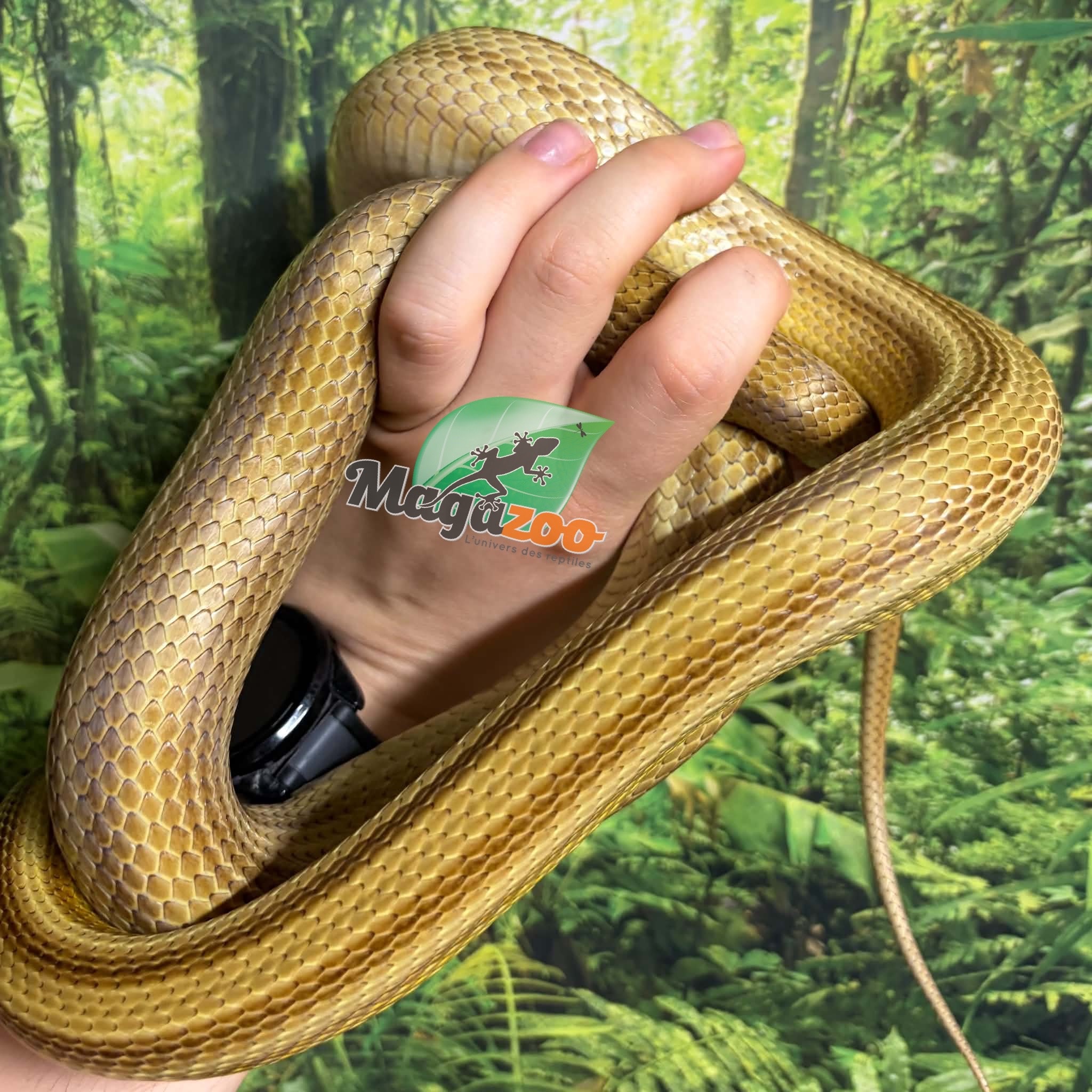 Magazoo Serpent des blés Caramel Stripe Femelle (2020)