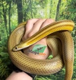 Magazoo Serpent des blés Caramel Stripe Femelle (2020)