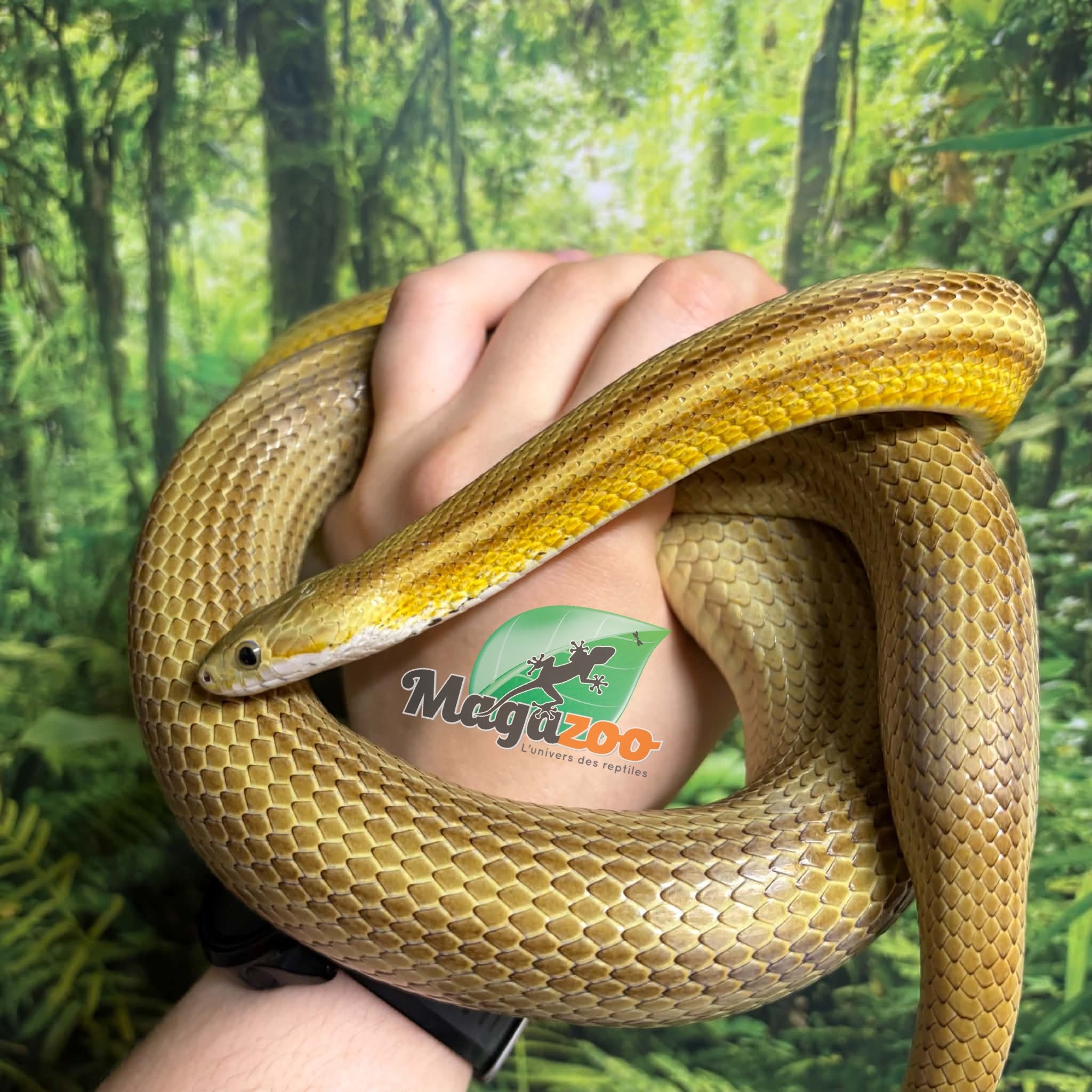 Magazoo Serpent des blés Caramel Stripe Femelle (2020)