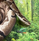Magazoo Male Regular Ball Python 5 years old / 2nd Chance / Adoption