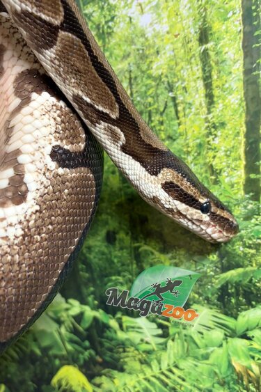 Magazoo Male Regular Ball Python 5 years old / 2nd Chance / Adoption