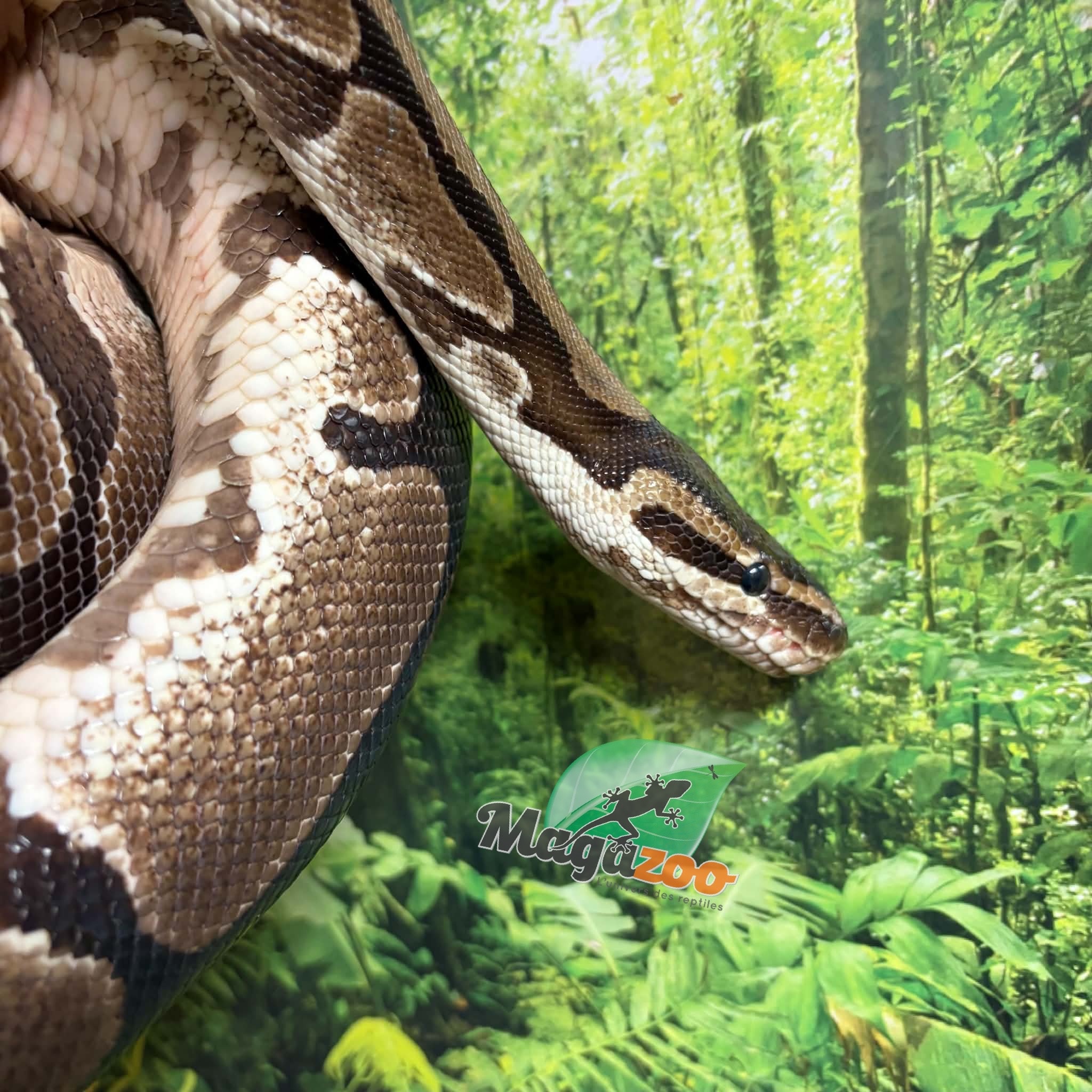 Magazoo Male Regular Ball Python 5 years old / 2nd Chance / Adoption