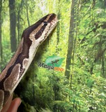 Magazoo Python royal régulier Mâle 5 ans / Adoption 2ième chance