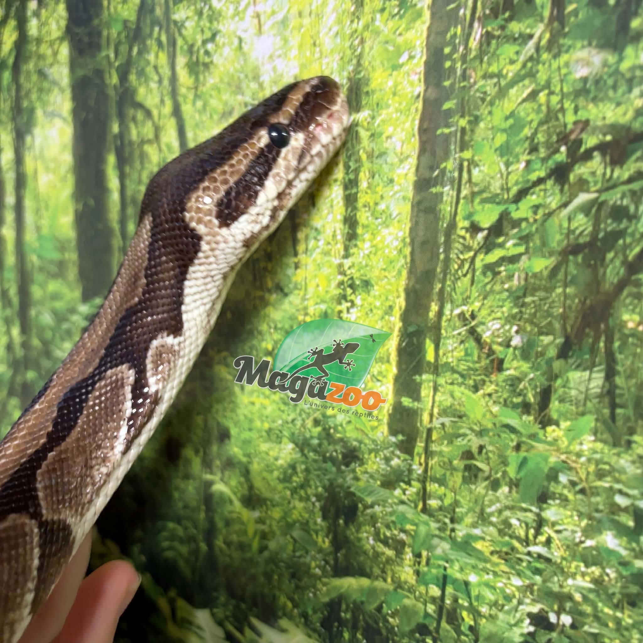 Magazoo Python royal régulier Mâle 5 ans / Adoption 2ième chance