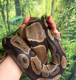 Magazoo Python royal régulier Mâle 5 ans / Adoption 2ième chance