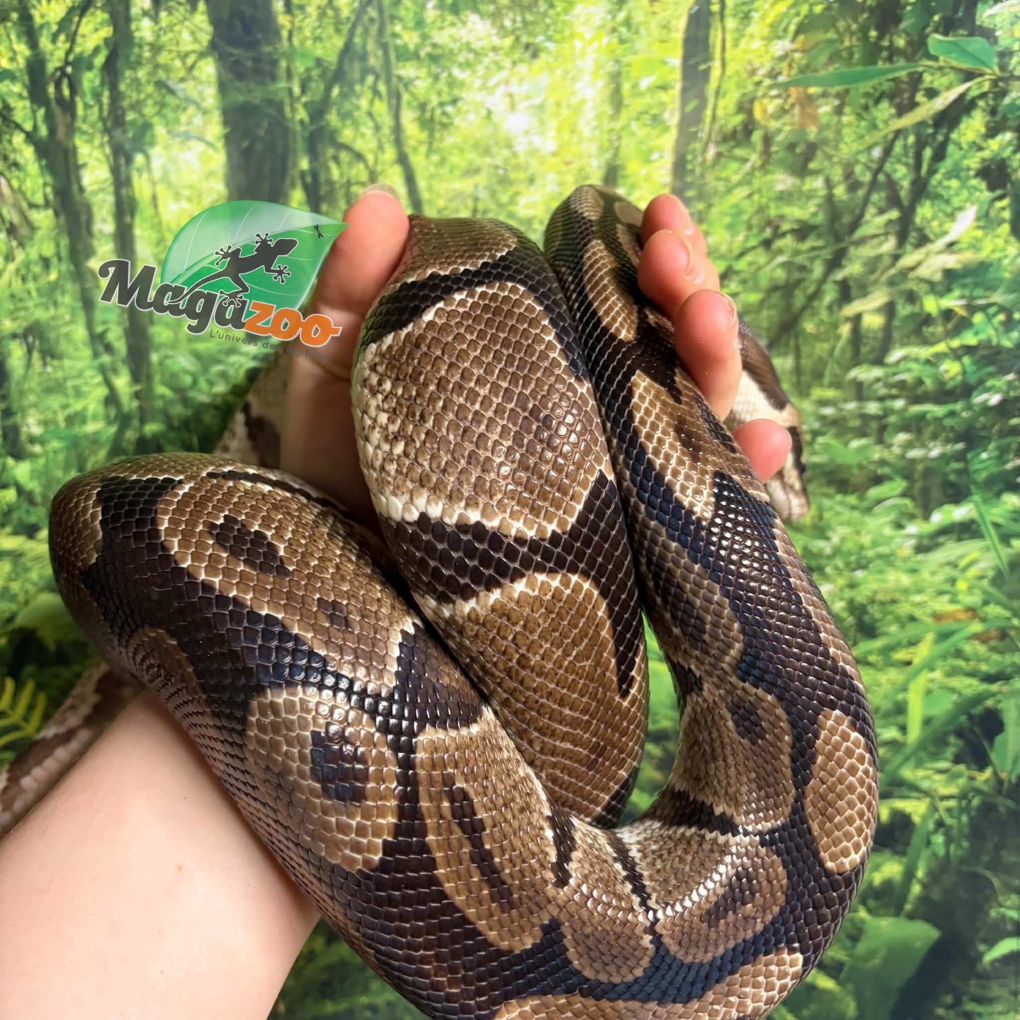 Magazoo Python royal régulier Mâle 5 ans / Adoption 2ième chance