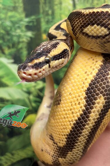 Magazoo Female Pastel Enchi Asphalt Ball python