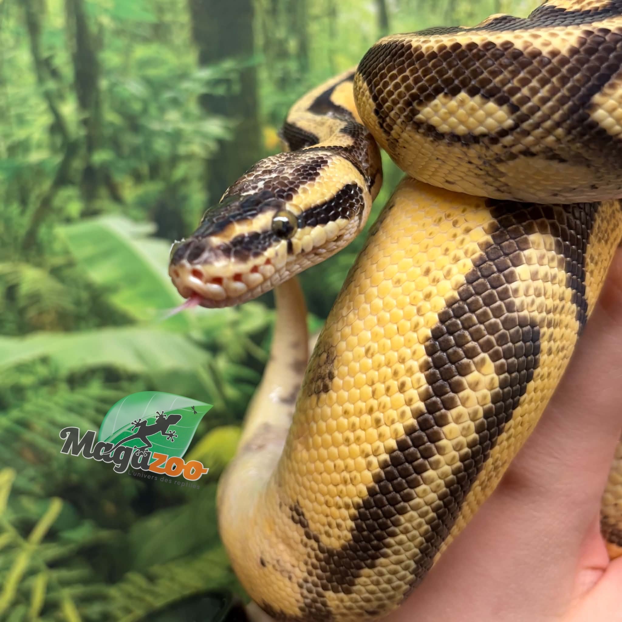 Magazoo Female Pastel Enchi Asphalt Ball python