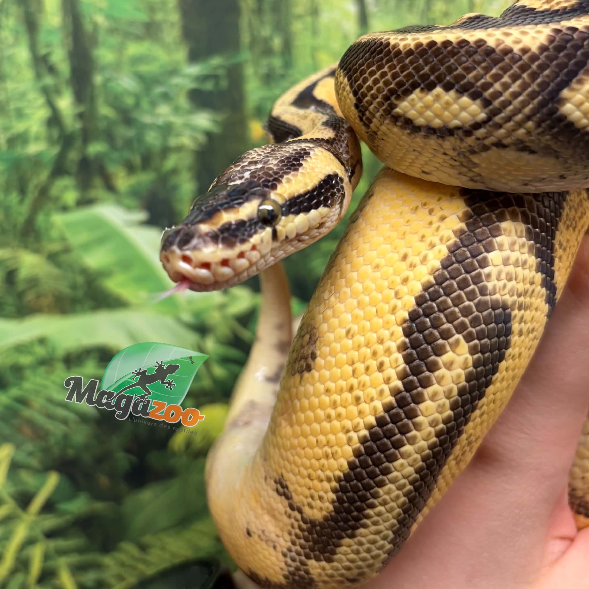 Magazoo Female Pastel Enchi Asphalt Ball python