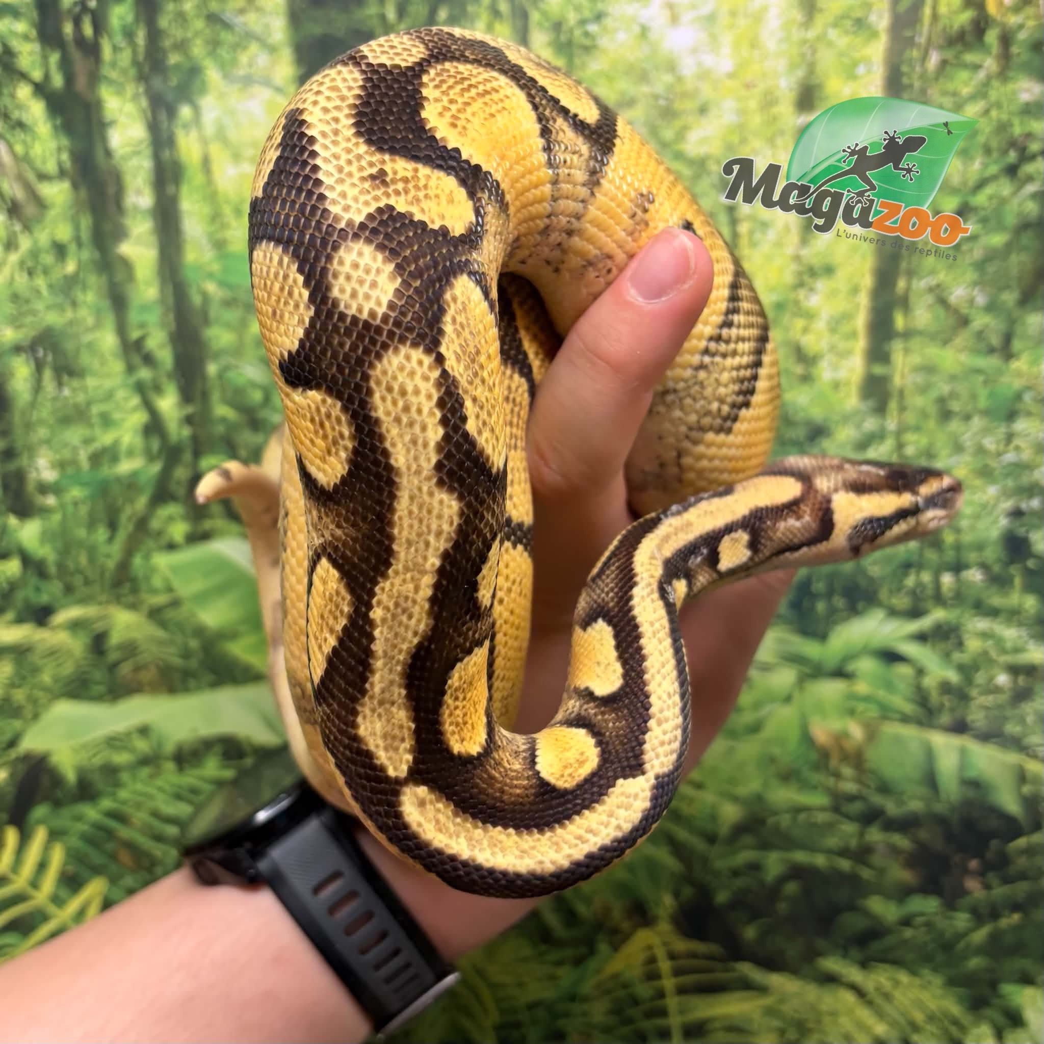 Magazoo Female Pastel Enchi Asphalt Ball python