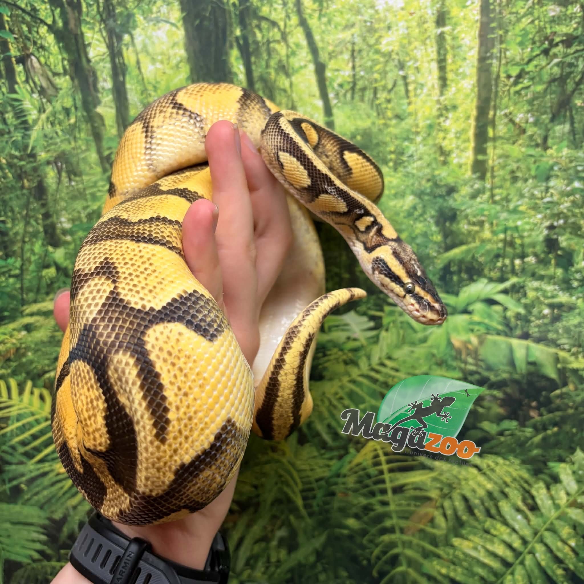 Magazoo Female Pastel Enchi Asphalt Ball python
