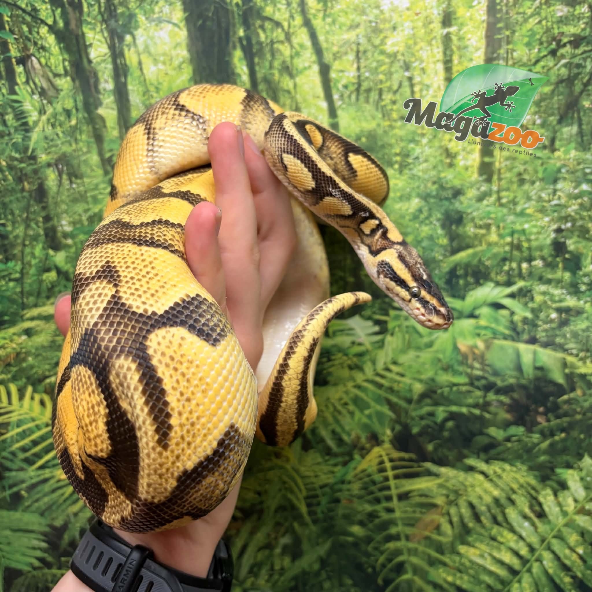 Magazoo Female Pastel Enchi Asphalt Ball python