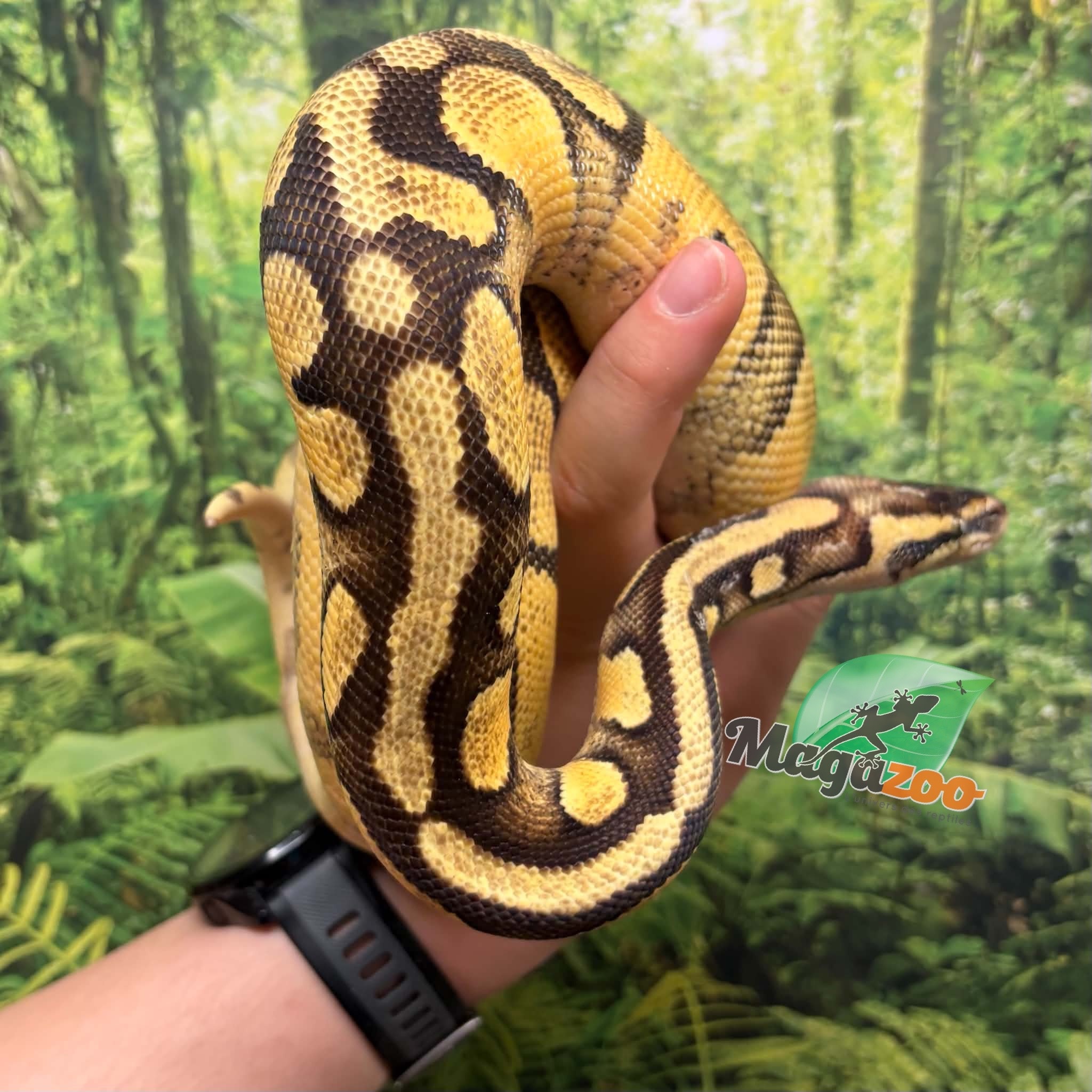 Magazoo Female Pastel Enchi Asphalt Ball python