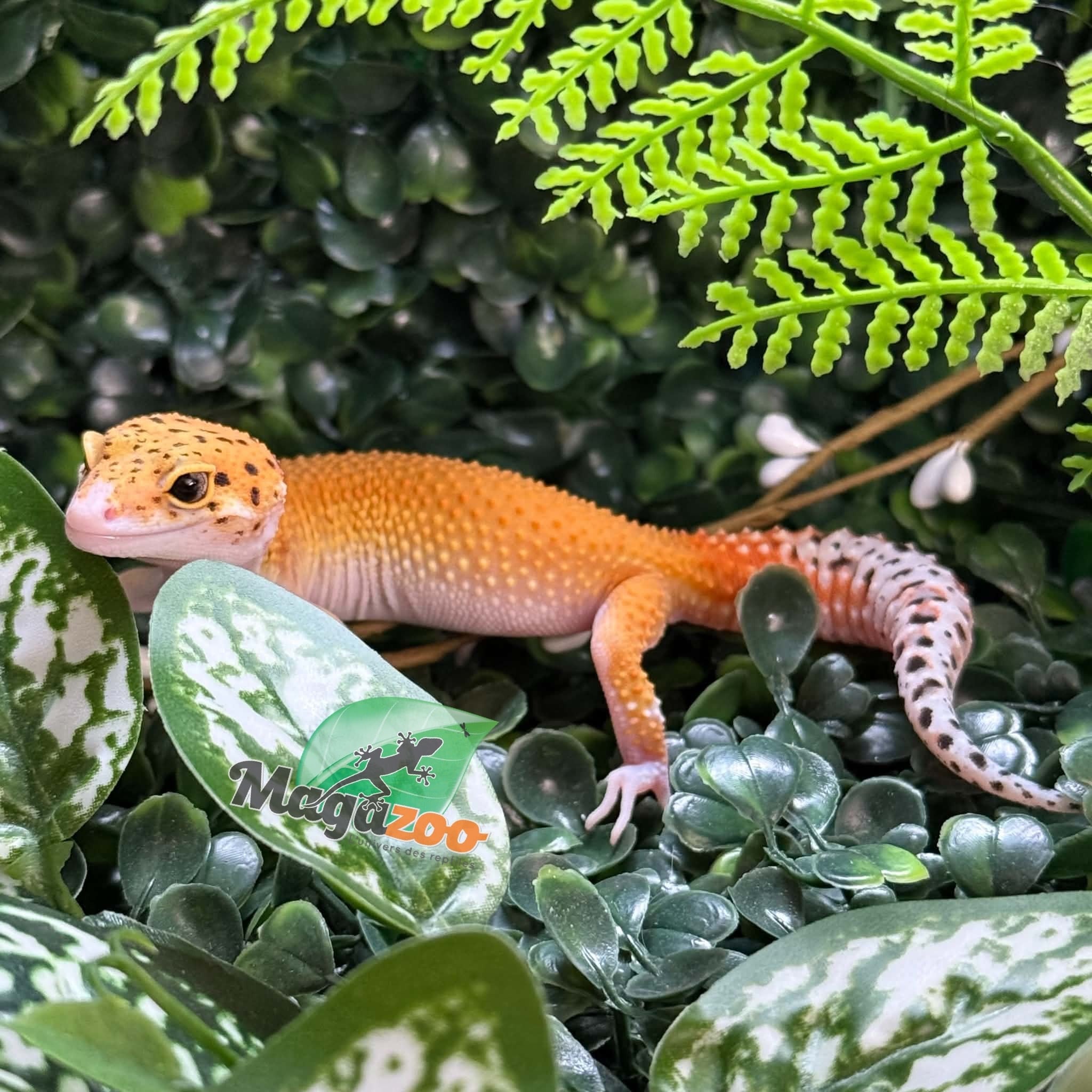 Magazoo Female Éclipse Leopard Gecko 06/01/26