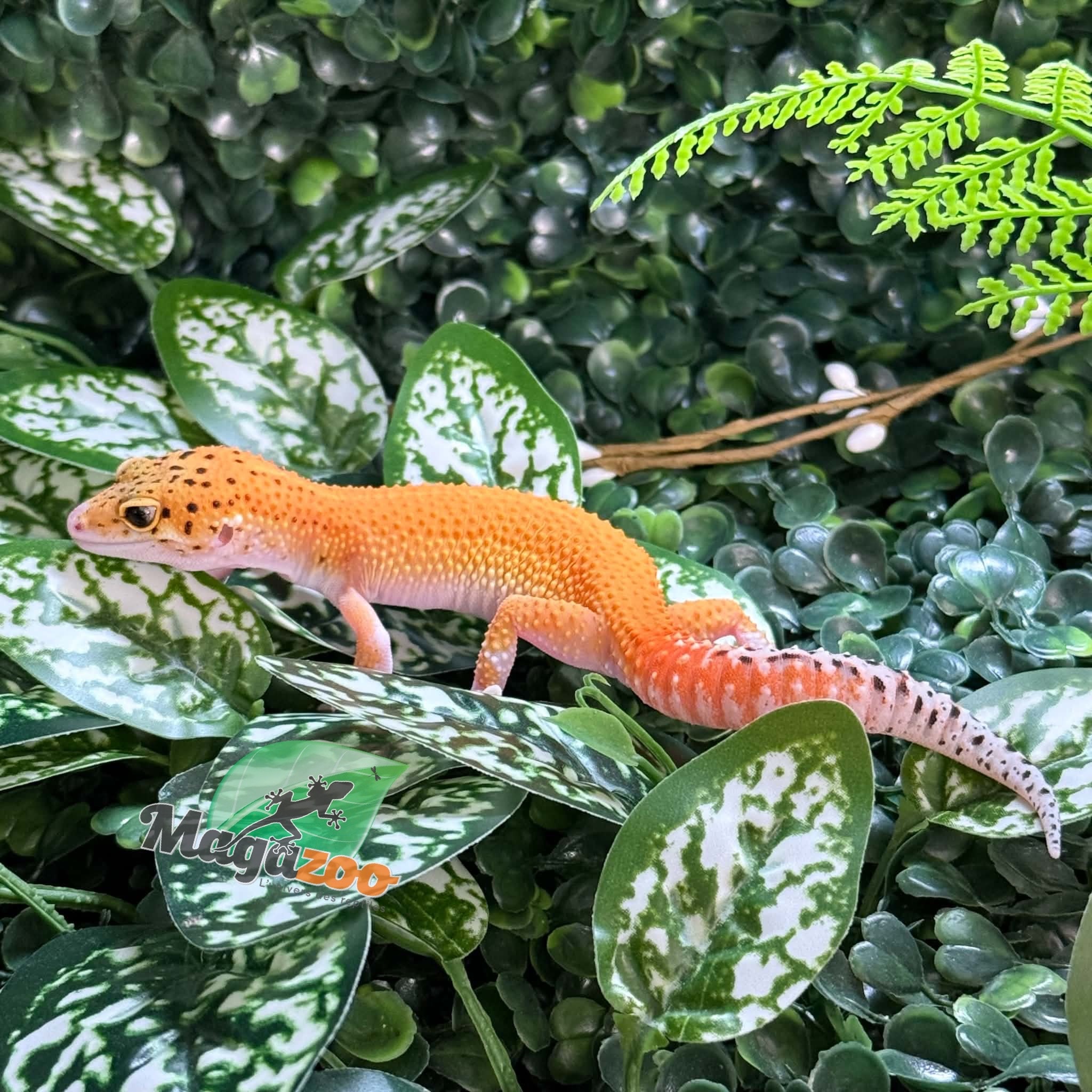 Magazoo Female Éclipse Leopard Gecko 06/01/26