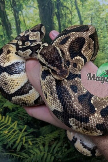 Magazoo Female Pastel Ball python 2 years old / 2nd chance - Adoption