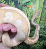 Magazoo Male Banana Phantom Pastel Vanilla Male Ball Python 2022 / 2nd chance - Adoption