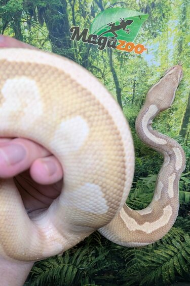 Magazoo Male Banana Phantom Pastel Vanilla Male Ball Python 2022 / 2nd chance - Adoption