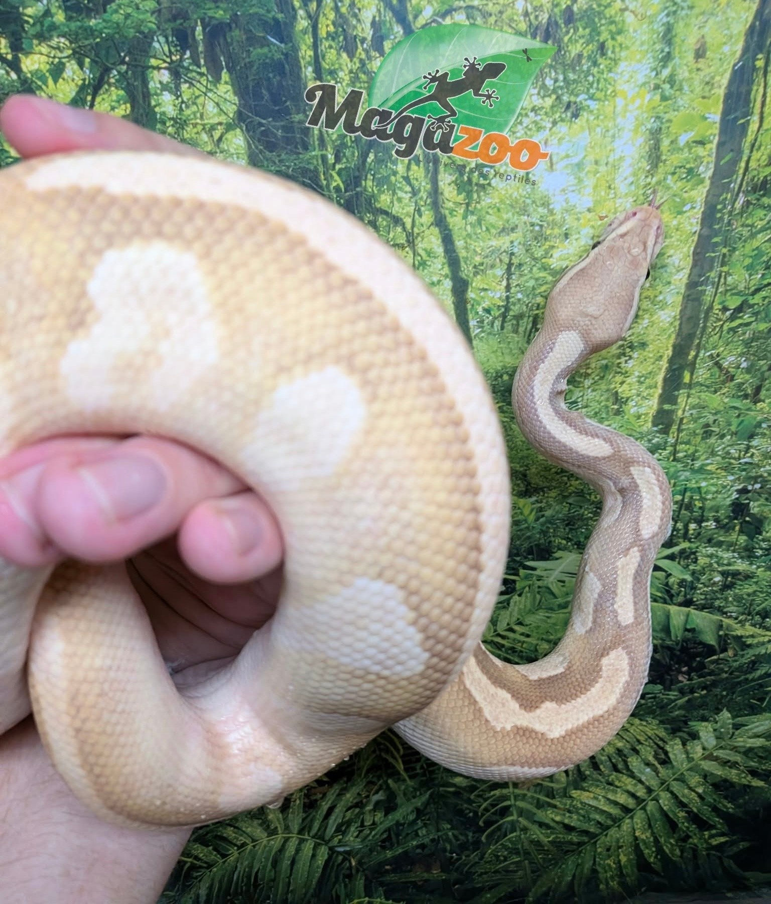 Magazoo Male Banana Phantom Pastel Vanilla Male Ball Python 2022 / 2nd chance - Adoption