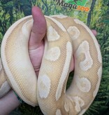Magazoo Male Banana Phantom Pastel Vanilla Male Ball Python 2022 / 2nd chance - Adoption