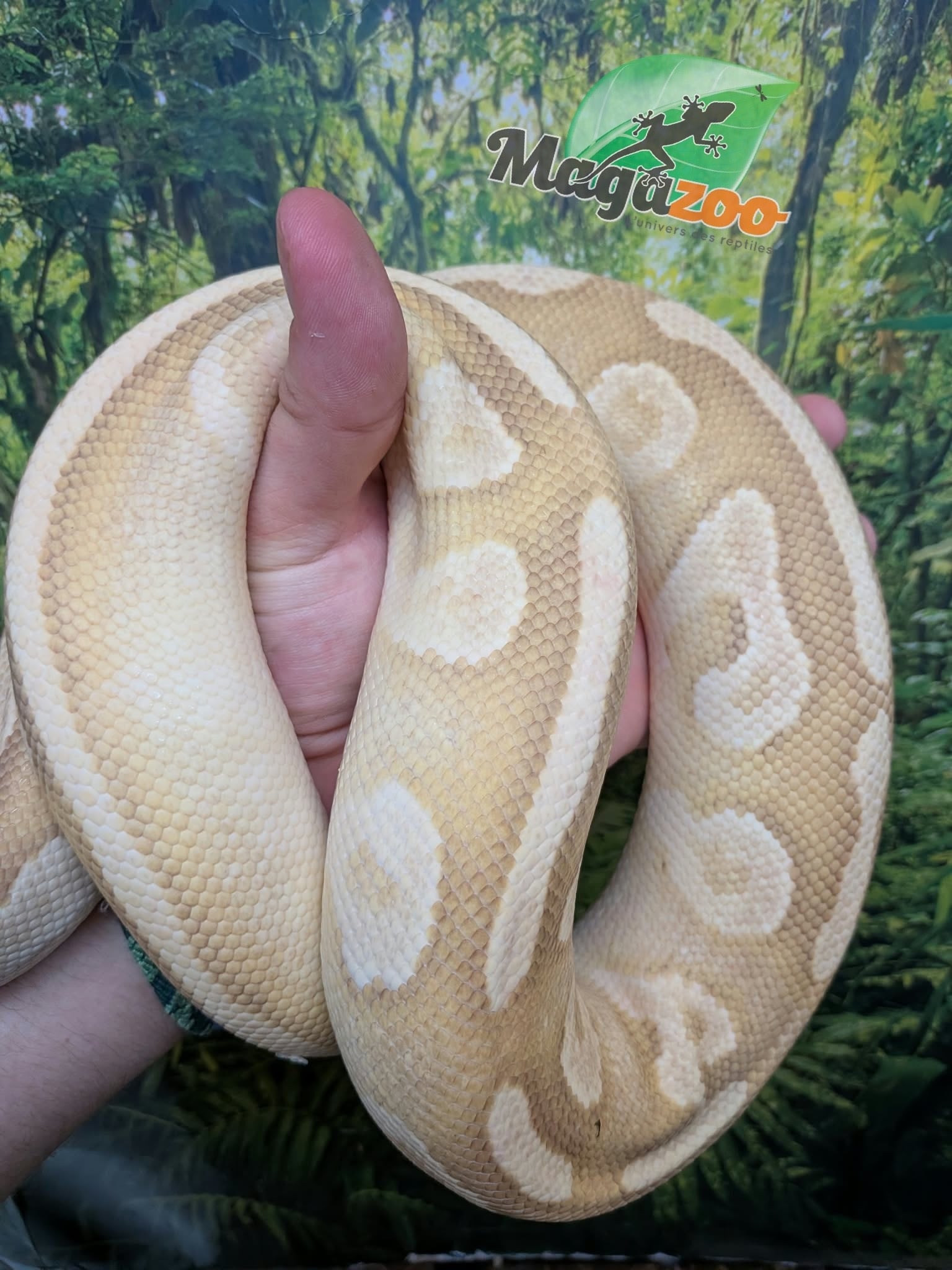 Magazoo Python royal Banana Phantom Pastel Vanilla Mâle 2022 / Adoption 2ième chance