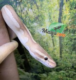Magazoo Male Banana Phantom Pastel Vanilla Male Ball Python 2022 / 2nd chance - Adoption